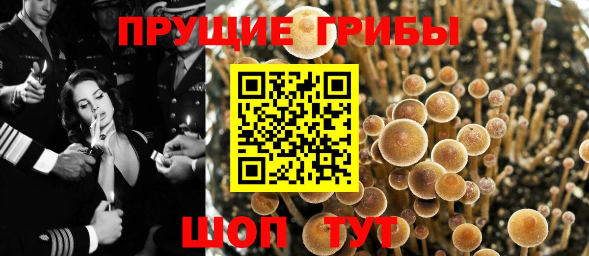 наркотики  Псилоцибиновые грибы Psilocybine cubensis  Вход с VPN  Знаменск 